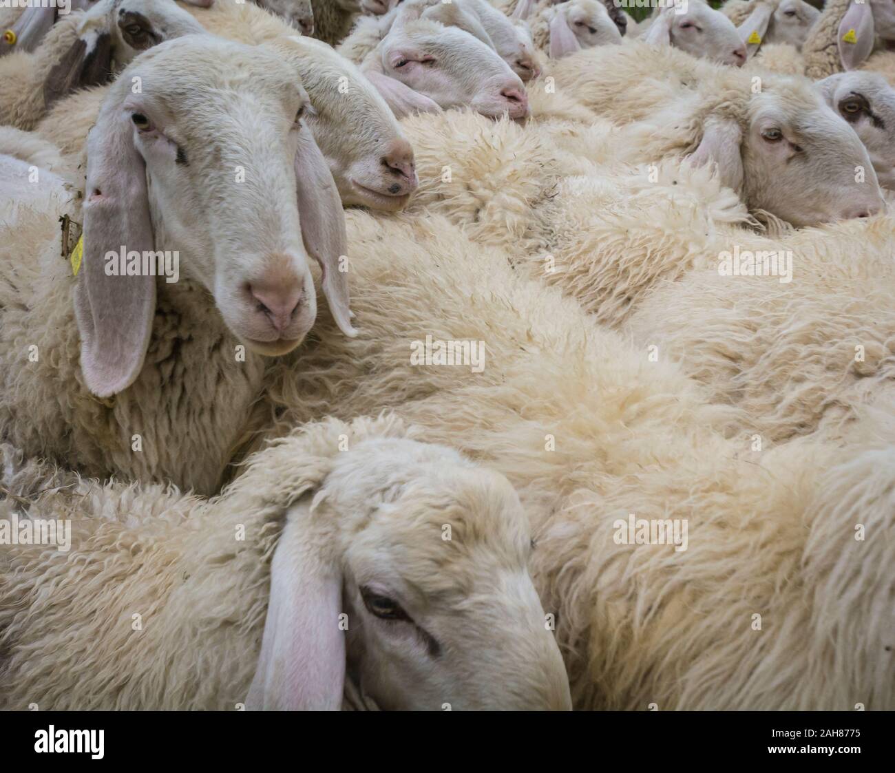 Grande gregge di pecore in fase di allevamento, Trentino Alto Adige, nord Italia - Gregge di pecore bianche Foto Stock