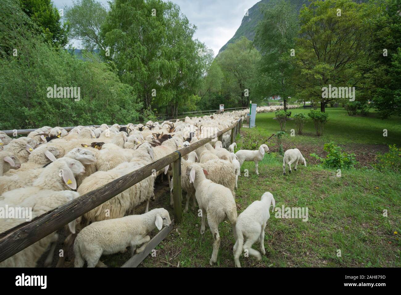 Gregge di pecore Foto Stock