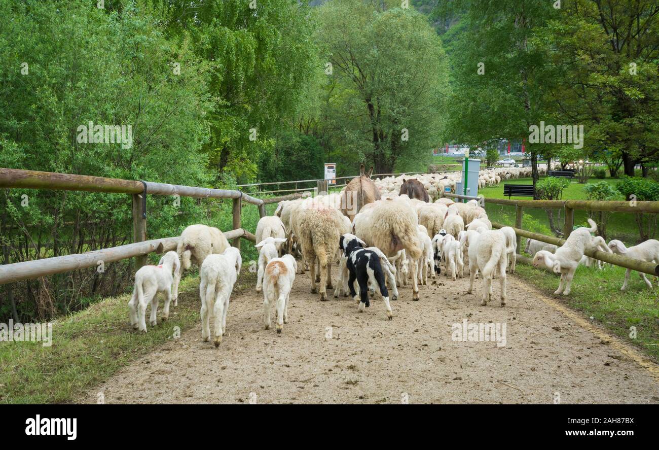 Gregge di pecore e agnelli essendo azionato verso il basso country road in Trentino Alto Adige, norther Italia. Ovis aries. Foto Stock