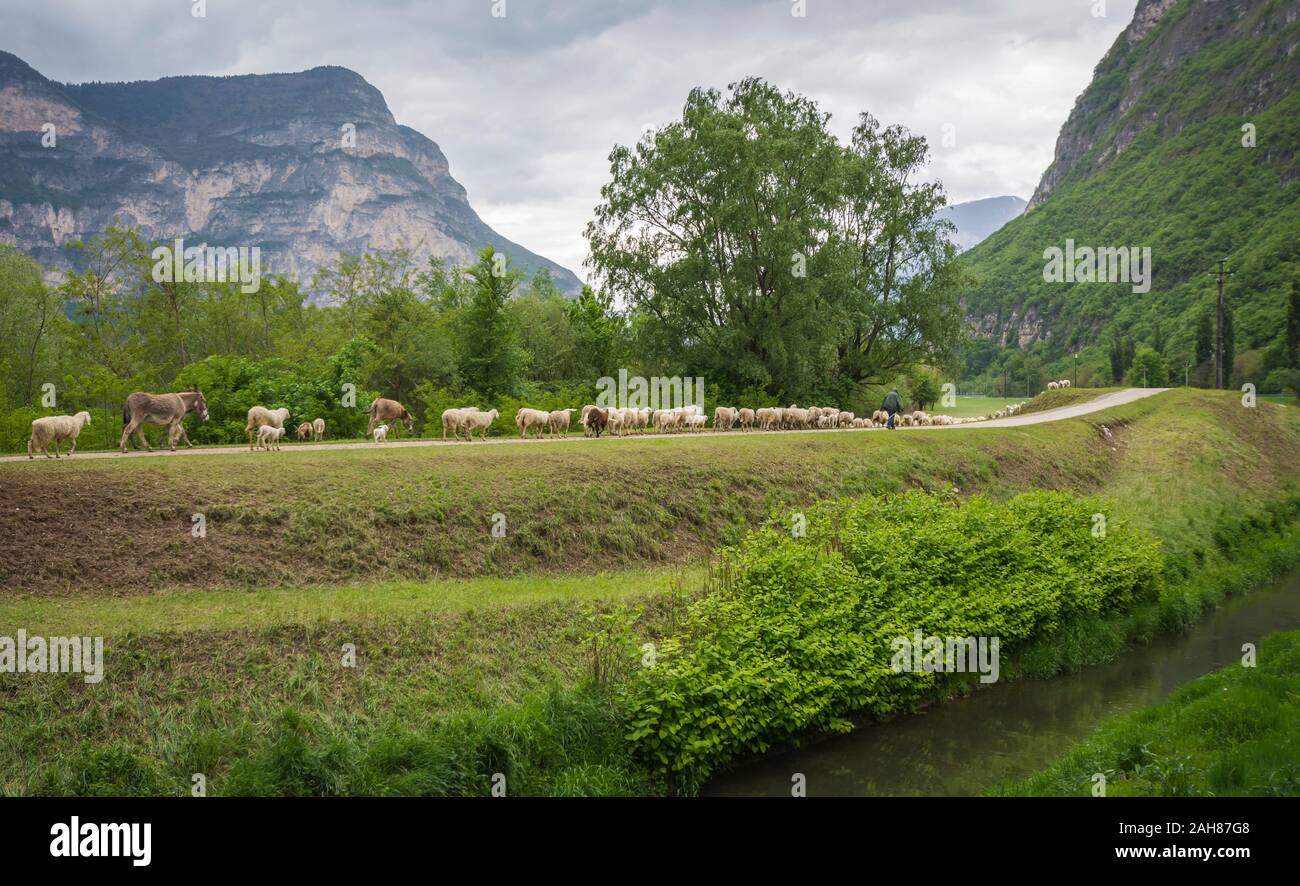 Gregge di pecore e agnelli essendo azionato verso il basso country road in Trentino Alto Adige, norther Italia. Ovis aries. Foto Stock