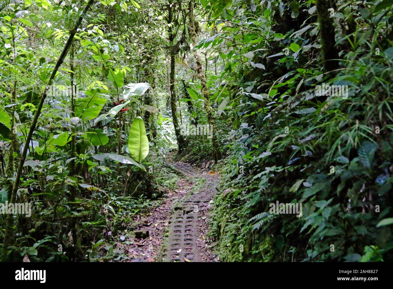 Sentieri escursionistici nella Monteverde Cloud Forest, Costa Rica. Foto Stock