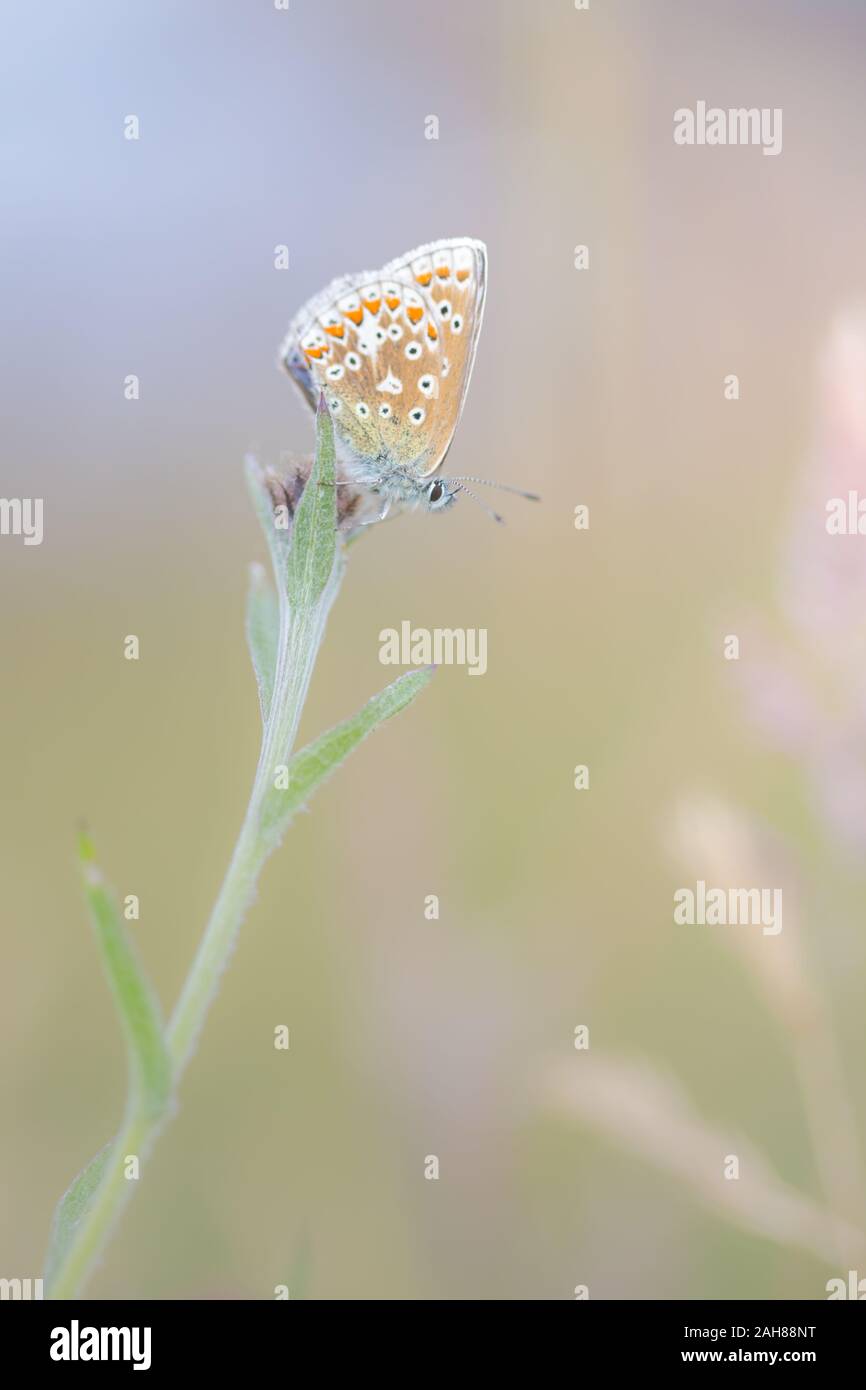 Un comune Blue Butterfly (Polyommatus Icarus) in appoggio sulle erbe e fiori a metà estate, Northumberland, Regno Unito. Foto Stock