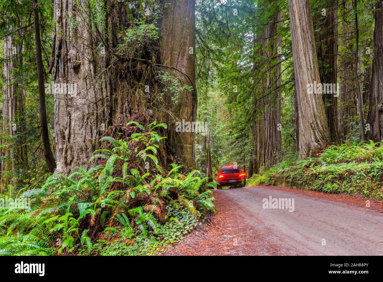 Auto guidando su strada sterrata nel Parco Nazionale di Redwood in California USA Foto Stock