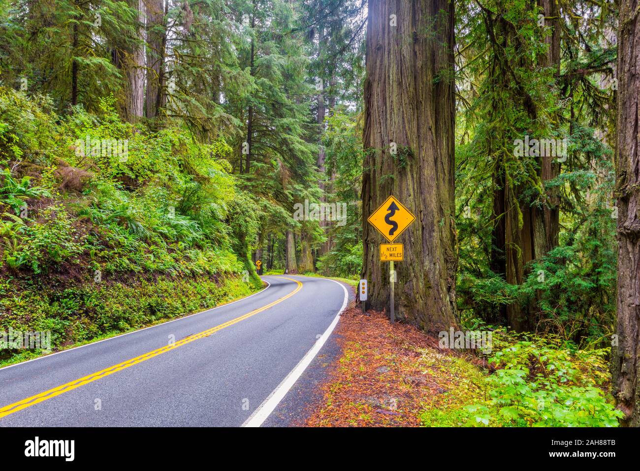 Doppia piega segno nel Parco Nazionale di Redwood in California USA Foto Stock