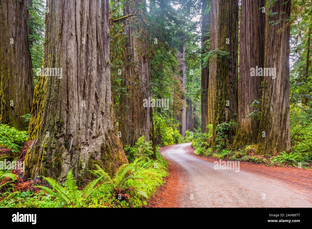 Strada sterrata nel Parco Nazionale di Redwood in California USA Foto Stock