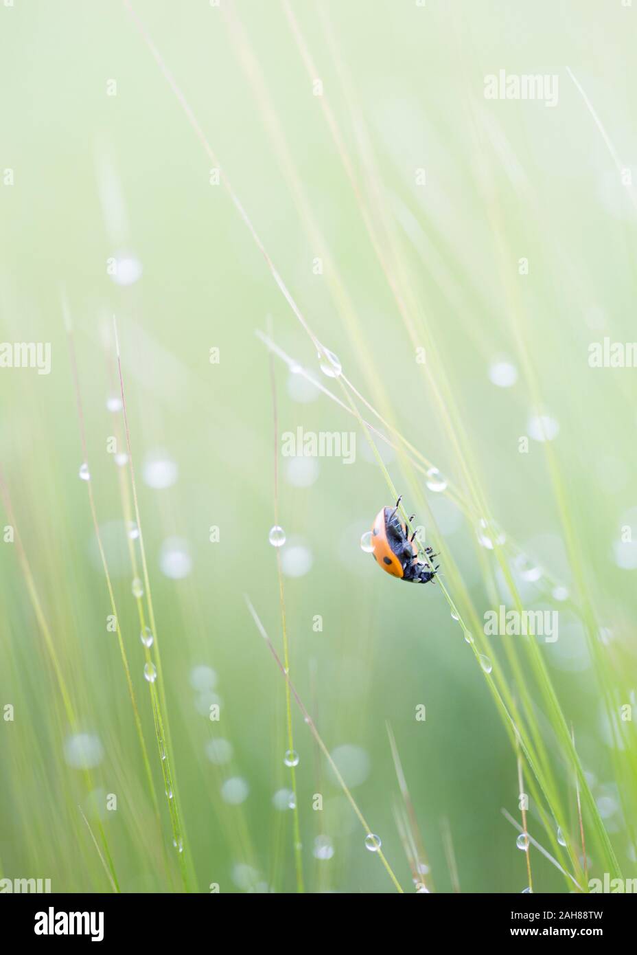 Rosso e nero spotted lady bird arrampicata insetto uno stelo di orzo con una goccia di pioggia su di esso la schiena con gocce di pioggia luccicante sul prodotto. Foto Stock