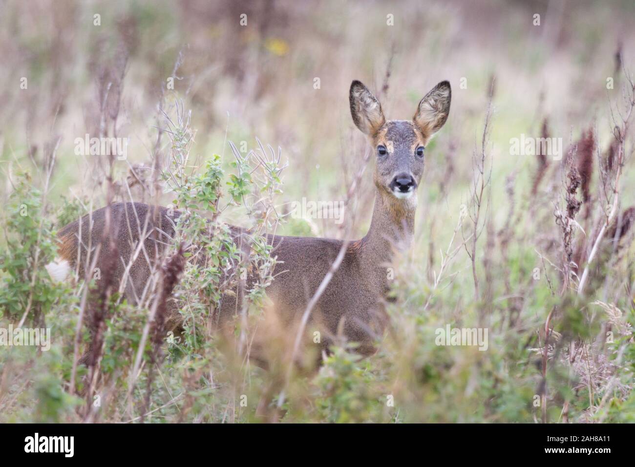 Una femmina di capriolo in una radura nel bosco in Northumberland, Inghilterra - vicino alla telecamera e cercando di fotocamera, bellissima con orecchie di avviso. Foto Stock