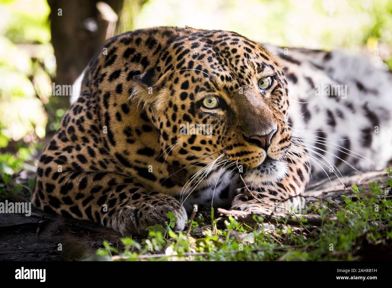 Primo piano ritratto di un leopardo selvaggio seduto nel sottobosco e fissando la fotocamera Foto Stock