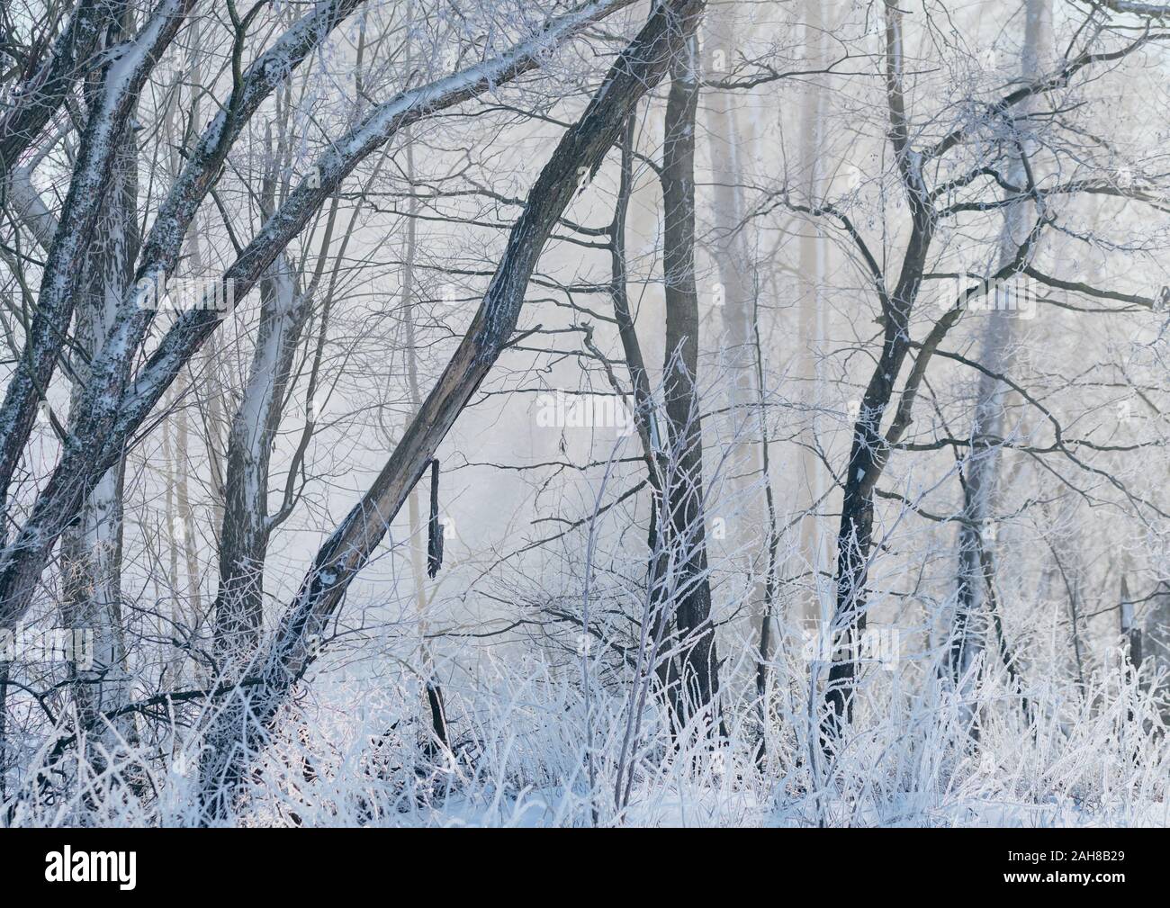 Bellissimi paesaggi luminosi in una coperta di neve foresta in inverno nella luce del mattino. Visto in Baviera, Germania, in Febbraio Foto Stock