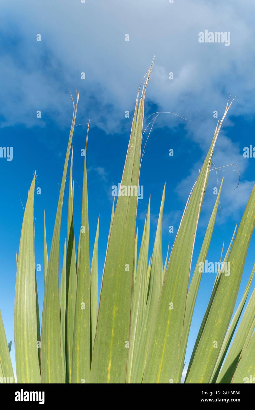 Giovani foglie appuntite di novellame di cavolo Palm / Cordyline australis albero che punta verso l'alto nel luminoso cielo blu. La prova che le palme crescere nel Regno Unito. Foto Stock