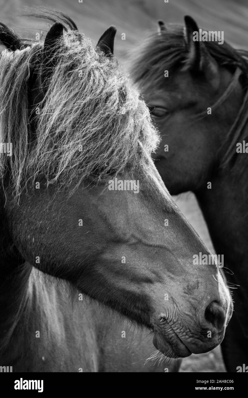 Ritratto in bianco e nero delle teste di due cavalli islandesi Foto Stock