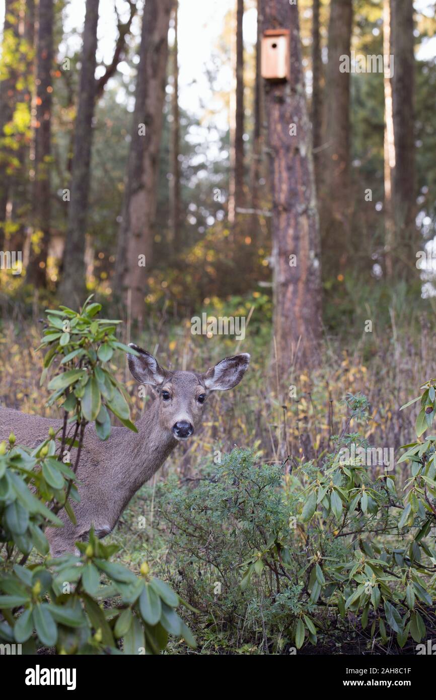 Il Cervo si trova in piedi in una zona boscosa di Eugene, Oregon, Stati Uniti d'America. Foto Stock