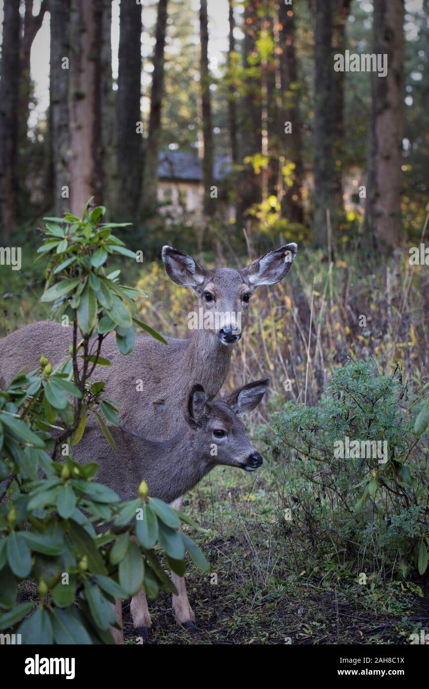 Deer in piedi con la sua capretta in una zona boscosa di Eugene, Oregon, Stati Uniti d'America. Foto Stock