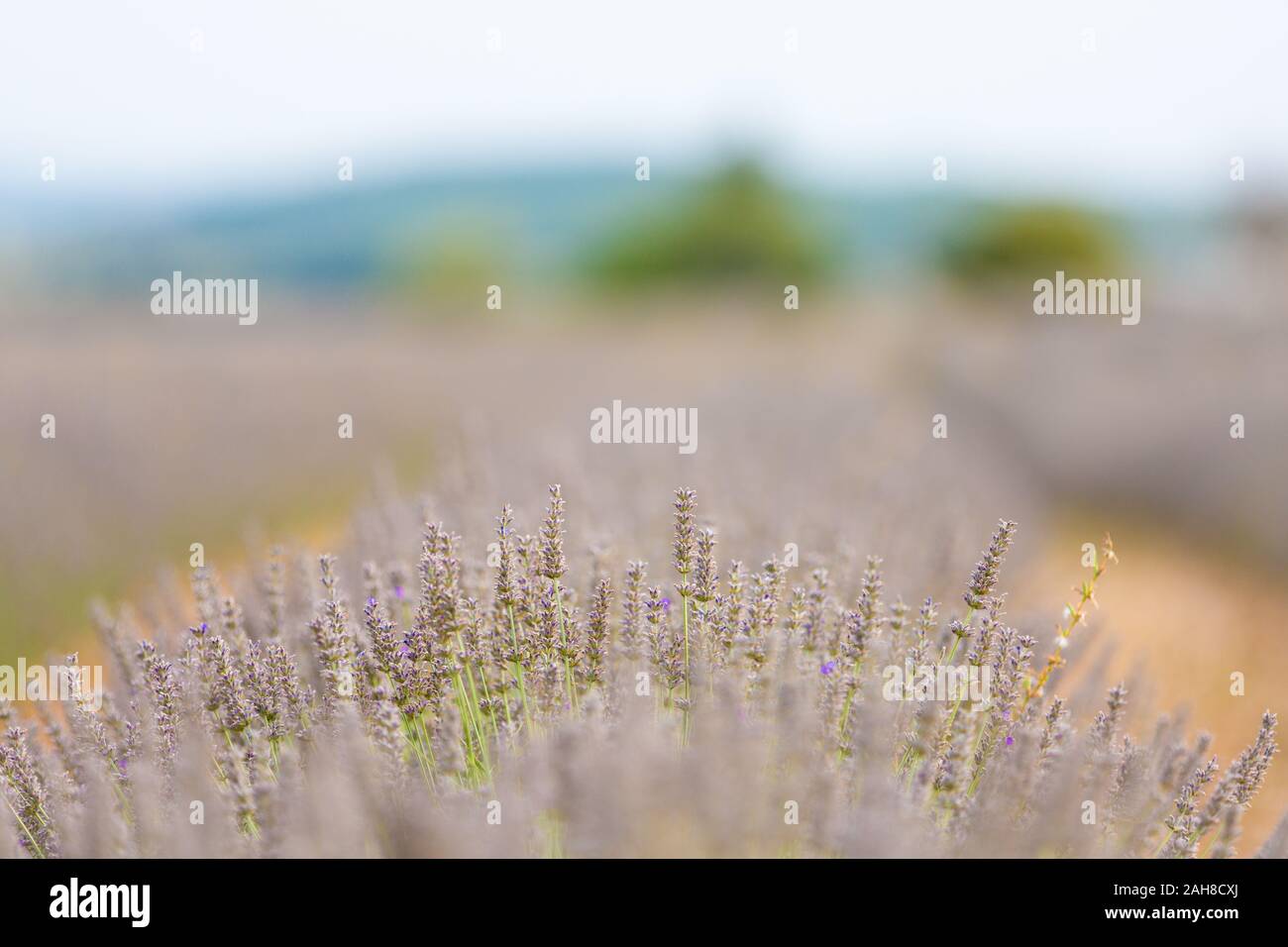 Iconico primo piano di una fila di fiori di lavanda in un campo in Provenza Foto Stock