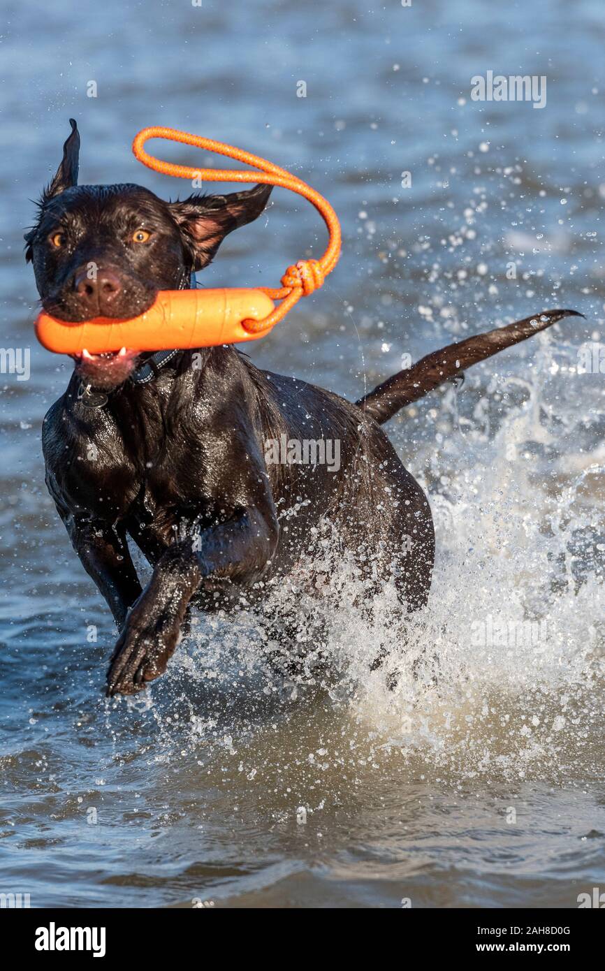 Un springador o labradinger labrador e springer spaniel cross-allevati cane il recupero di un giocattolo passi dal mare. Foto Stock