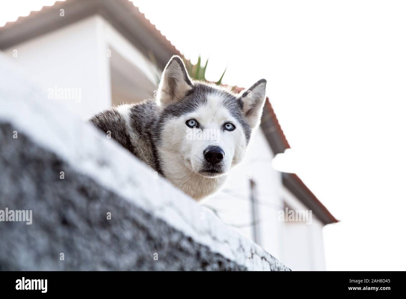Cane Husky con occhi blu ghiacciato, Madeira, Portogallo Foto Stock