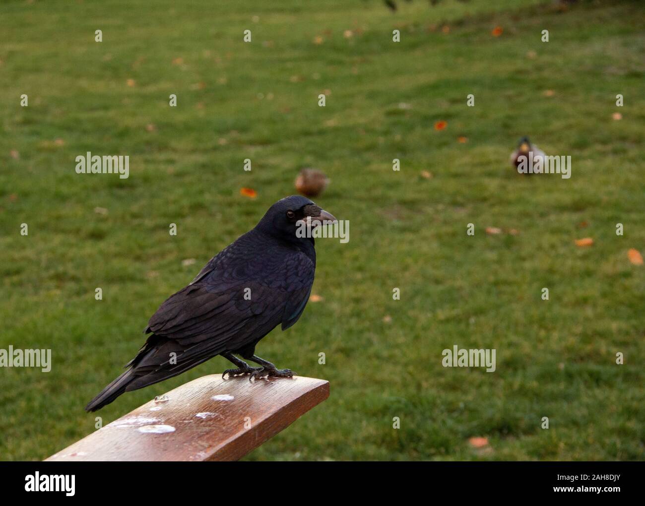 Un rook (Corvus frugilegus) bird seduto su un pezzo di legno Foto Stock