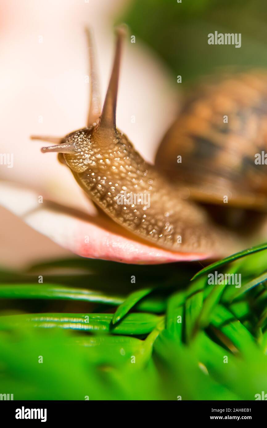 Primo piano di una lumaca scorrevole su un petalo rosa pallido e sulle foglie verdi di pinete Foto Stock