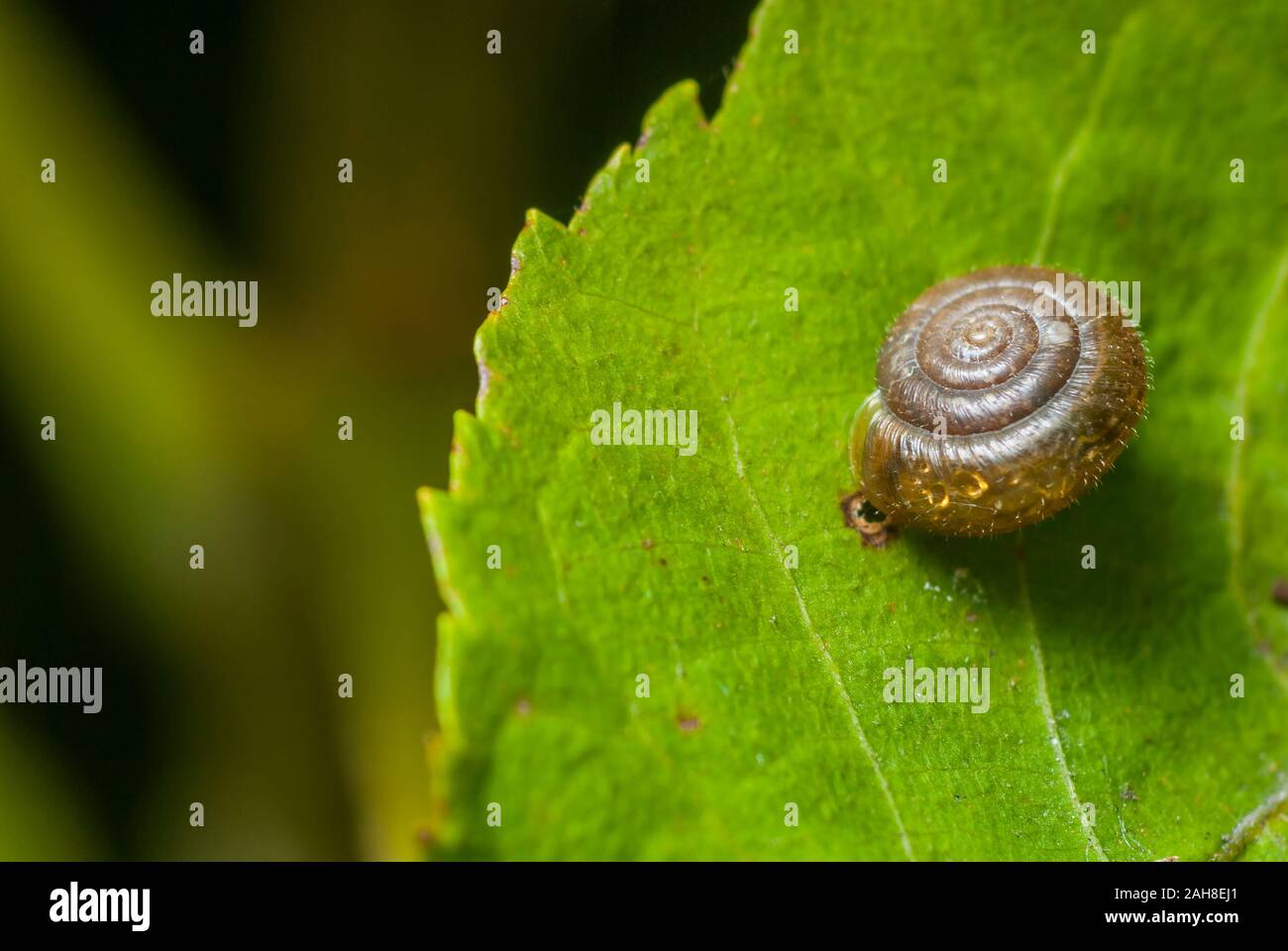 Una messa a fuoco selettiva colpo di una lumaca trasparente shell su una foglia verde con uno sfondo sfocato Foto Stock