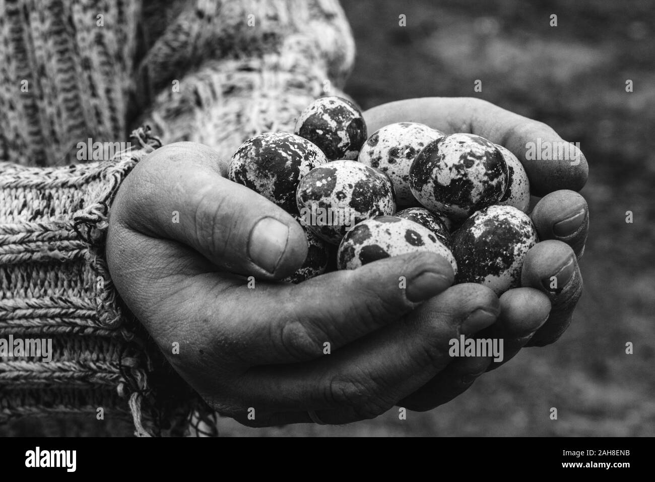 Uova di quaglia su un eco-friendly Agriturismo Quaglia Foto Stock