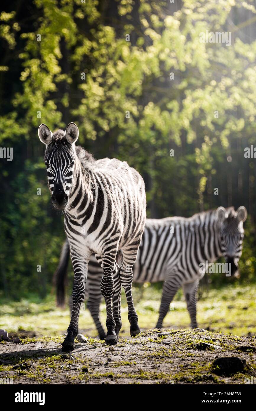 Primo piano di due zebre al pascolo nella savana sudafricana, con alberi sullo sfondo Foto Stock