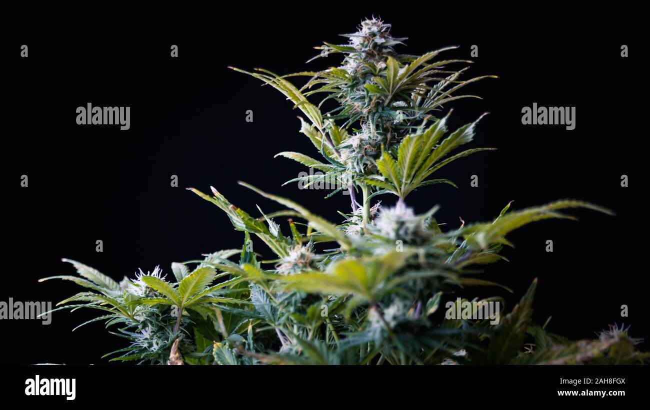 Close-up di marijuana medica pianta femmina in Bloom, coltivazione indoor. Boccioli di cannabis con cristalli è pronta per il raccolto. La canapa è una nozione di medicin a base di erbe Foto Stock