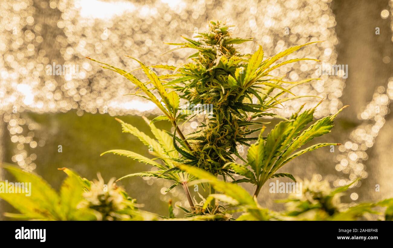 Close-up di marijuana medica pianta femmina in Bloom, coltivazione indoor. Boccioli di cannabis con cristalli è pronta per il raccolto. La canapa è una nozione di medicin a base di erbe Foto Stock
