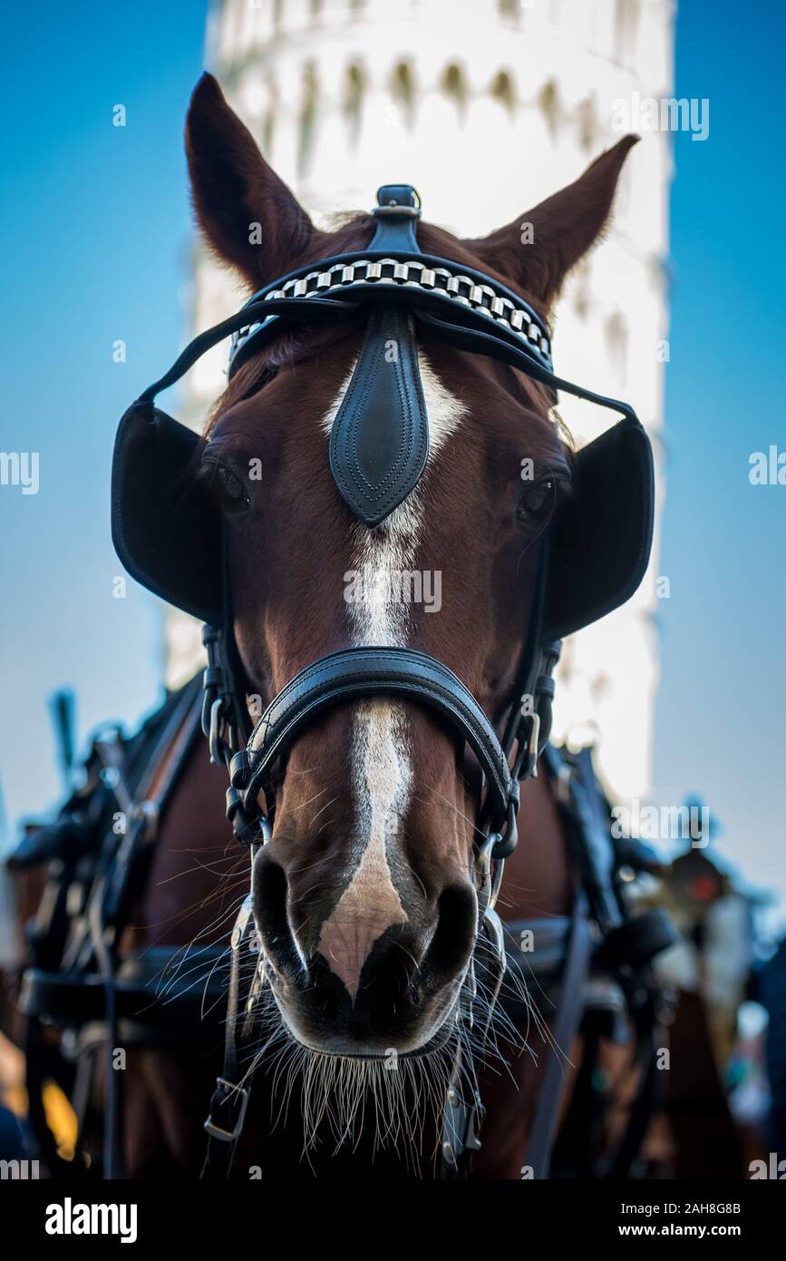 Primo piano della testa di un cavallo per la carrozza turistica, di fronte alla Torre Pendente di Pisa Foto Stock