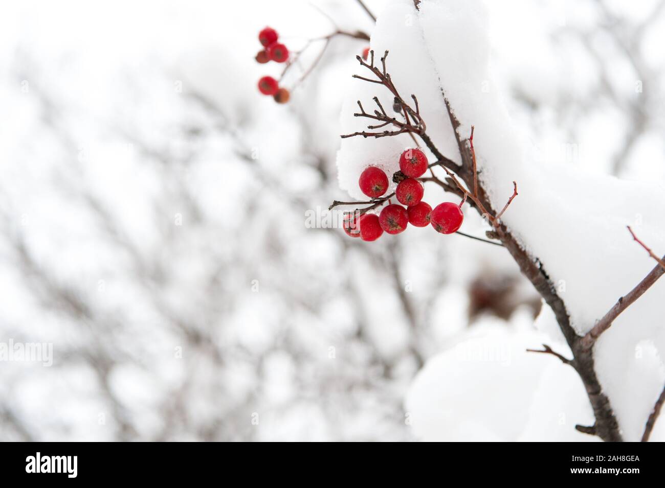 Utile per la vostra salute. Rowanberry ramoscello in neve. inverno berry. Bacche di colore rosso cenere. Inverno sfondo. Smerigliati bacche rosse. Red rowan in brina. Natale rowan berry filiale. Biancospino bacche mazzetto. Foto Stock