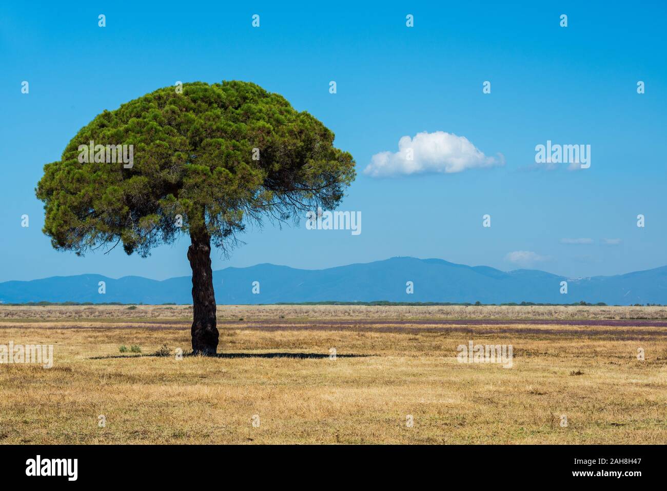 Caratteristico paesaggio tuscaniano, con un solitario pino in primo piano, un dryland vuoto e montagne lontane, sotto un cielo blu estivo Foto Stock