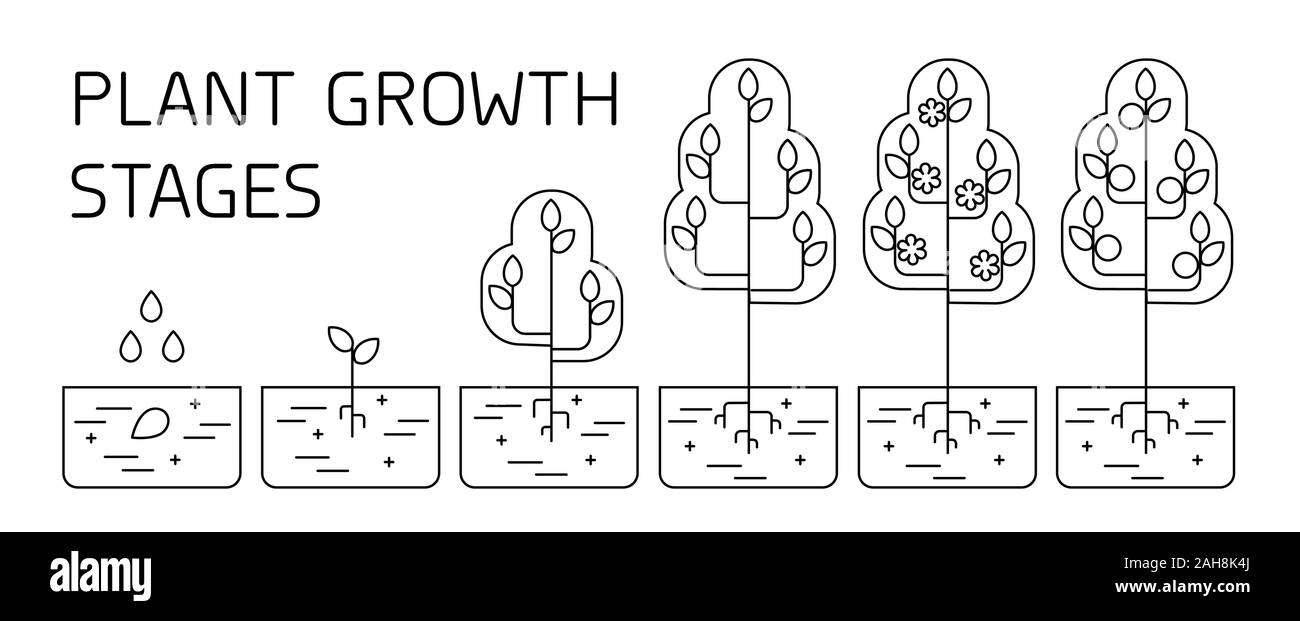 Tree stadi di crescita infographics. Line art icone. Impianto modello di istruzione. Lo stile lineare illustrazione isolato su bianco. La piantagione di frutta processo. Illustrazione Vettoriale