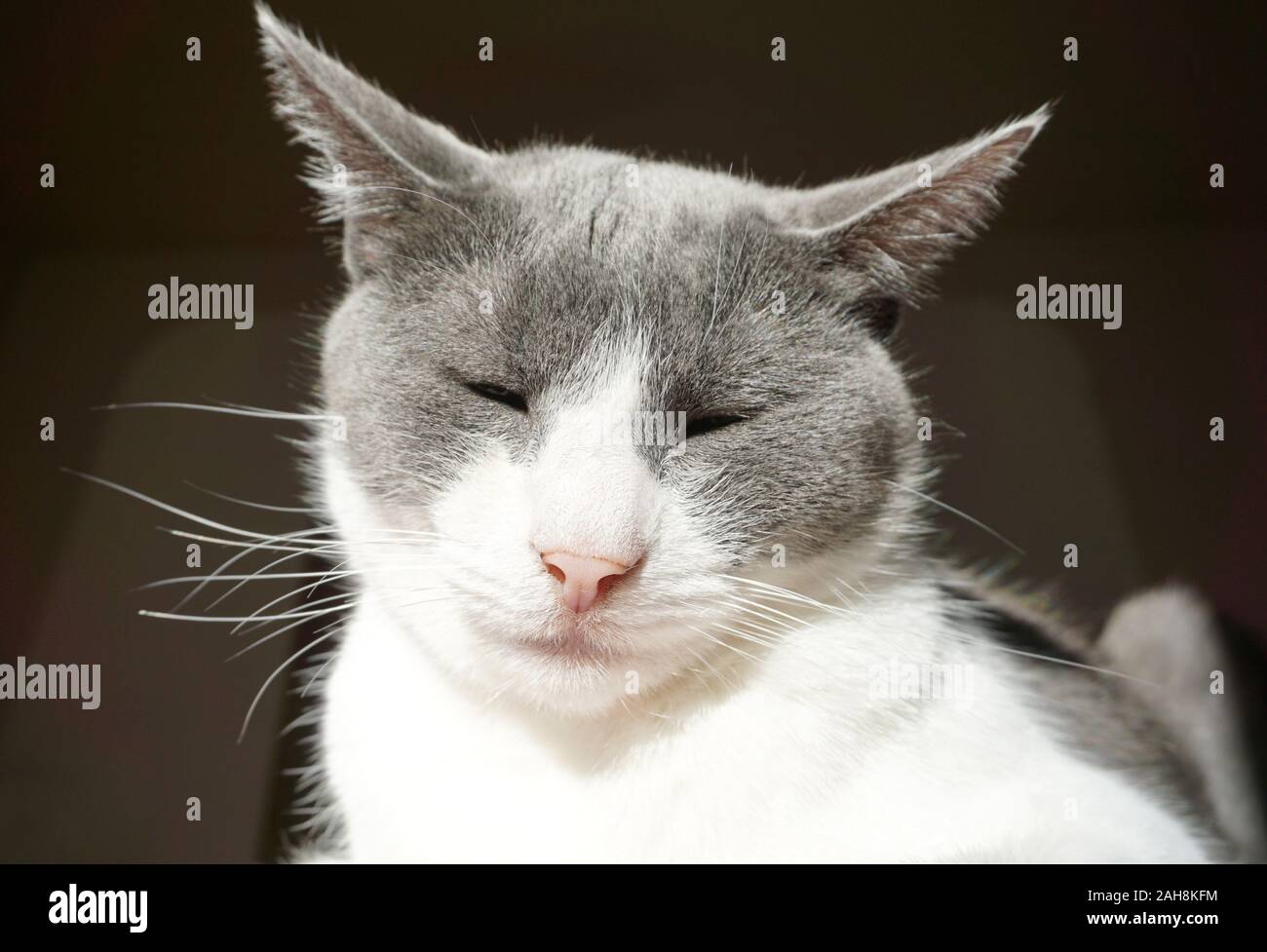 Il gatto domestico whit chiudere gli occhi e dormire ponendo Foto Stock