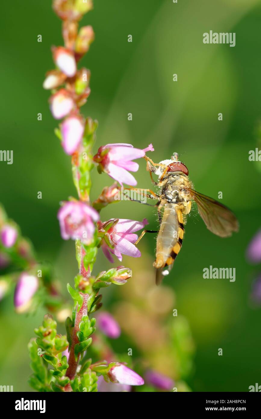Nastrare Meliscaeva Hoverfly - Meliscaeva cinctella alimentazione su Heather fiore Foto Stock