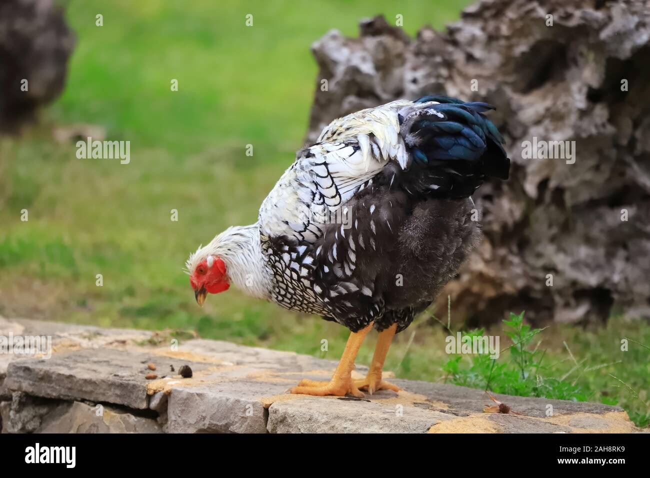 Motley in bianco e nero il pollo passeggiate intorno al cantiere, close-up Foto Stock