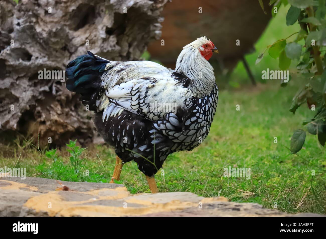 Motley in bianco e nero il pollo passeggiate intorno al cantiere, close-up Foto Stock
