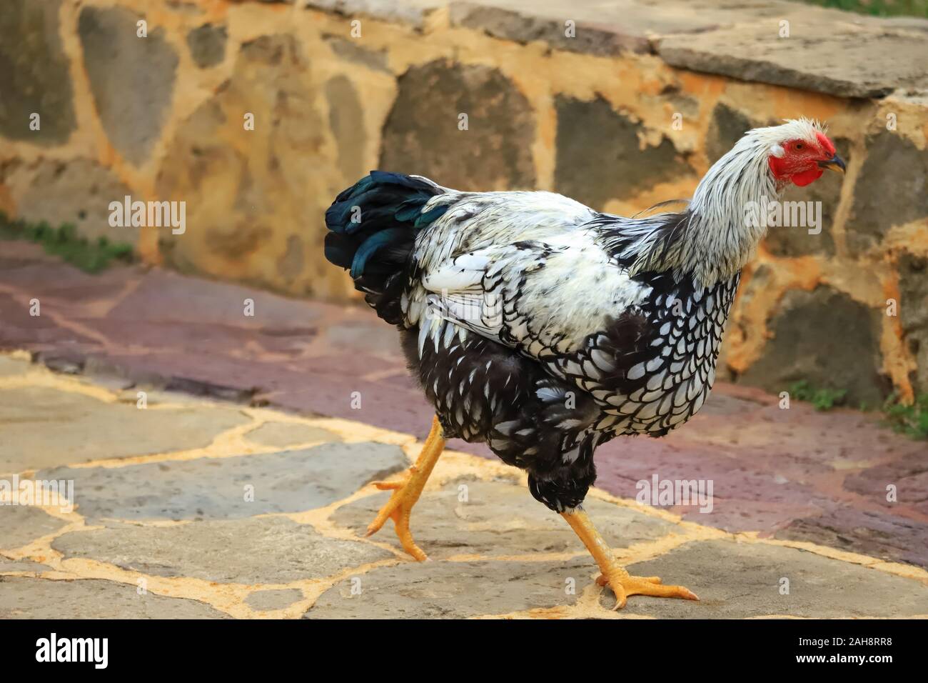 Motley in bianco e nero il pollo passeggiate intorno al cantiere, close-up Foto Stock