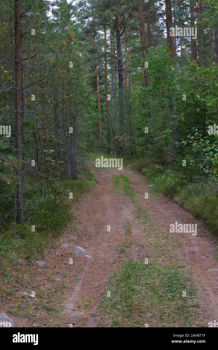La strada forestale di origine naturale, via tra gli alberi, non patinata, non in dotazione Foto Stock