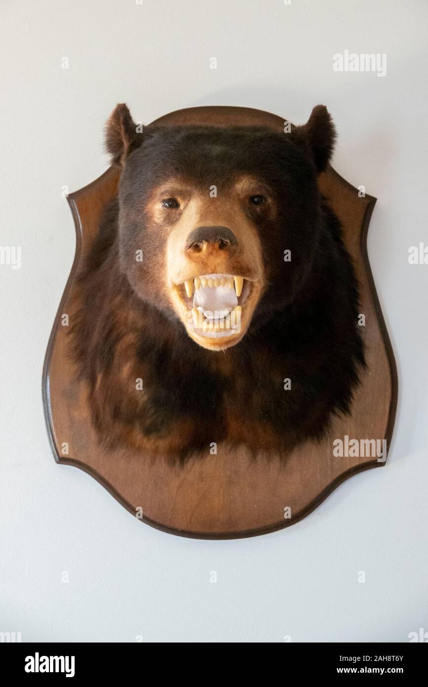 Montato Stuff black bear testa su una parete di una cabina in Luray Virginia Foto Stock