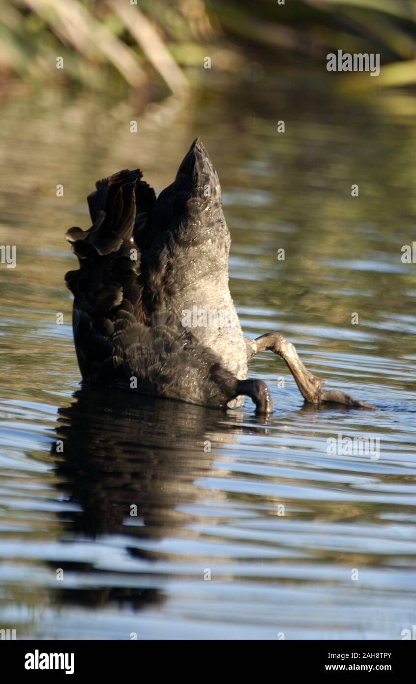 UN CIGNO NERO (CYGNUS ATTRATUS) SI TUFFA SOTTO L'ACQUA PER MANGIARE, KINGS PARK A PERTH, AUSTRALIA OCCIDENTALE. Foto Stock
