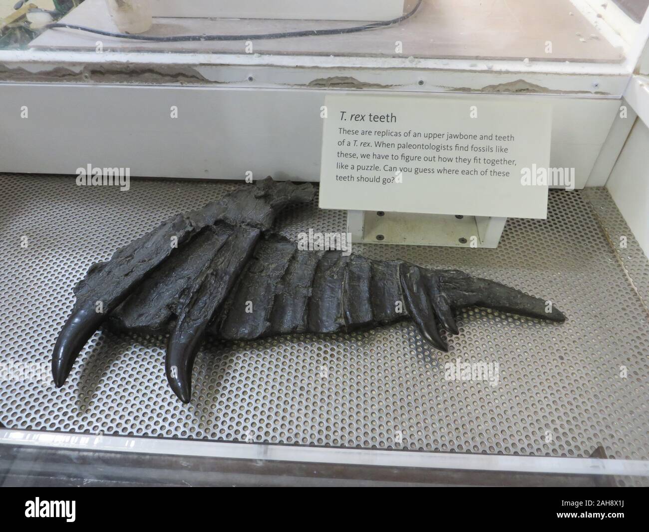 Fossile di T-rex denti nel Museo di Storia Naturale della Contea di Los Angeles Foto Stock