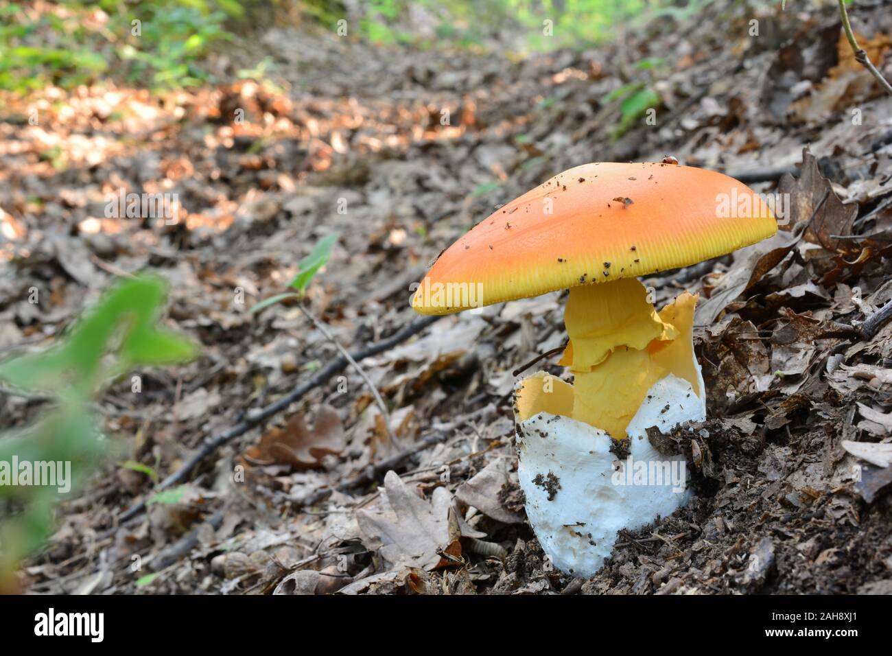 Un unico esemplare di Amanita cesarea o di Cesare funghi nel bosco di querce, copia spazio per il testo a sinistra, vista ravvicinata Foto Stock