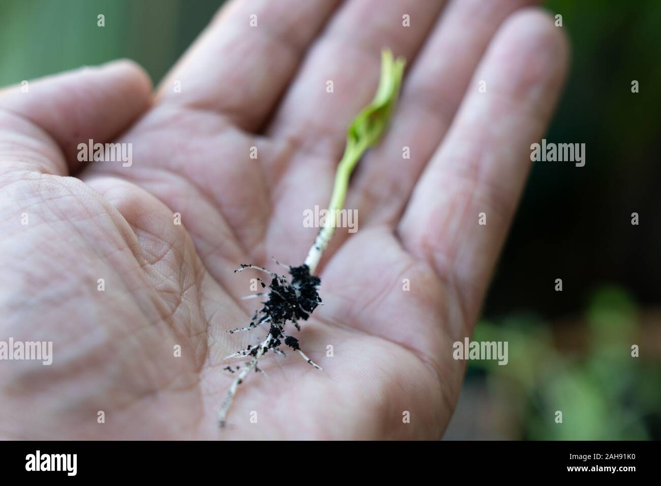 Un sano Okra di piantine che mostra un sano sistema di radice e pronto per il trapianto. Foto Stock