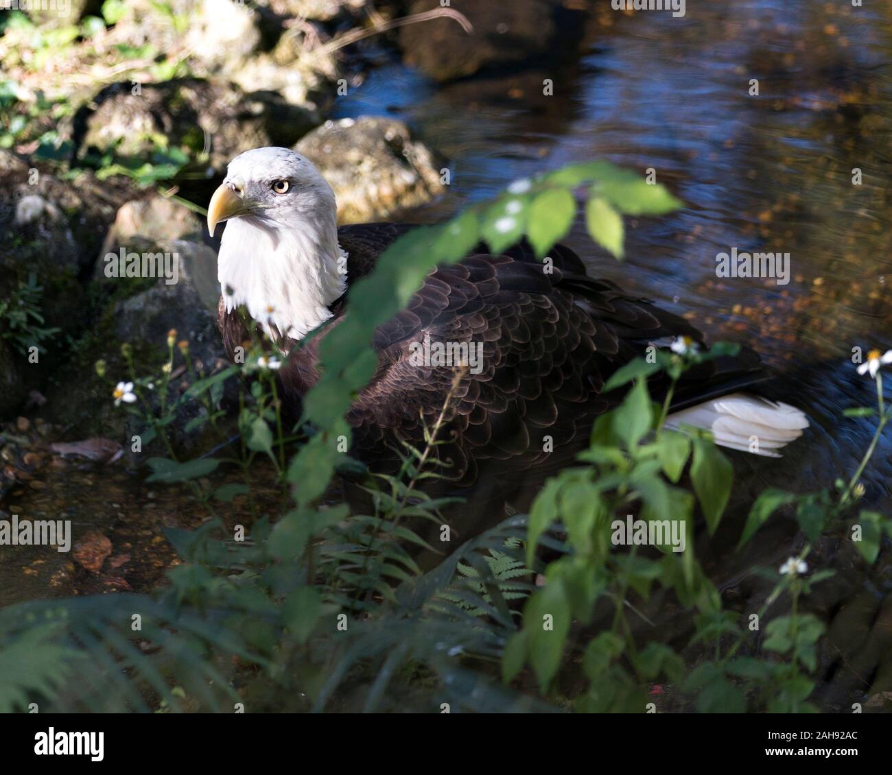 Aquila calva bird close-up vista di profilo dall'acqua con foglie di primo piano e bokeh backgroun visualizzazione di piume marrone piumaggio, testa bianca, occhio, BEA Foto Stock