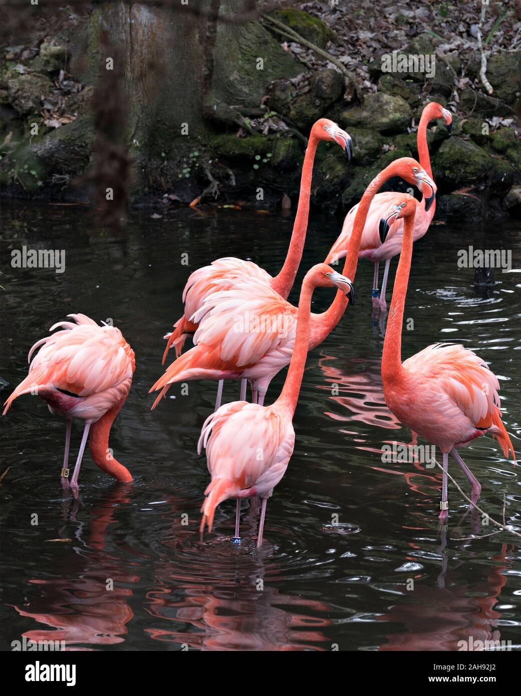 Flamingo uccelli close-up vista di profilo di sei fenicotteri interagire e visualizzare le loro belle teste, becchi, occhi lungo le gambe, nel loro ambiente un Foto Stock