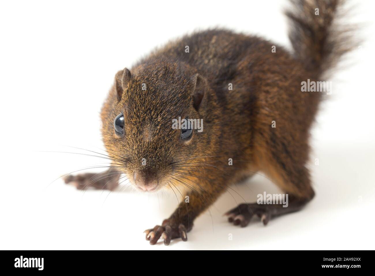 Le tre strisce di terra (scoiattolo Lariscus insignis) è una specie di roditore nella famiglia Sciuridae. isolato su sfondo bianco Foto Stock