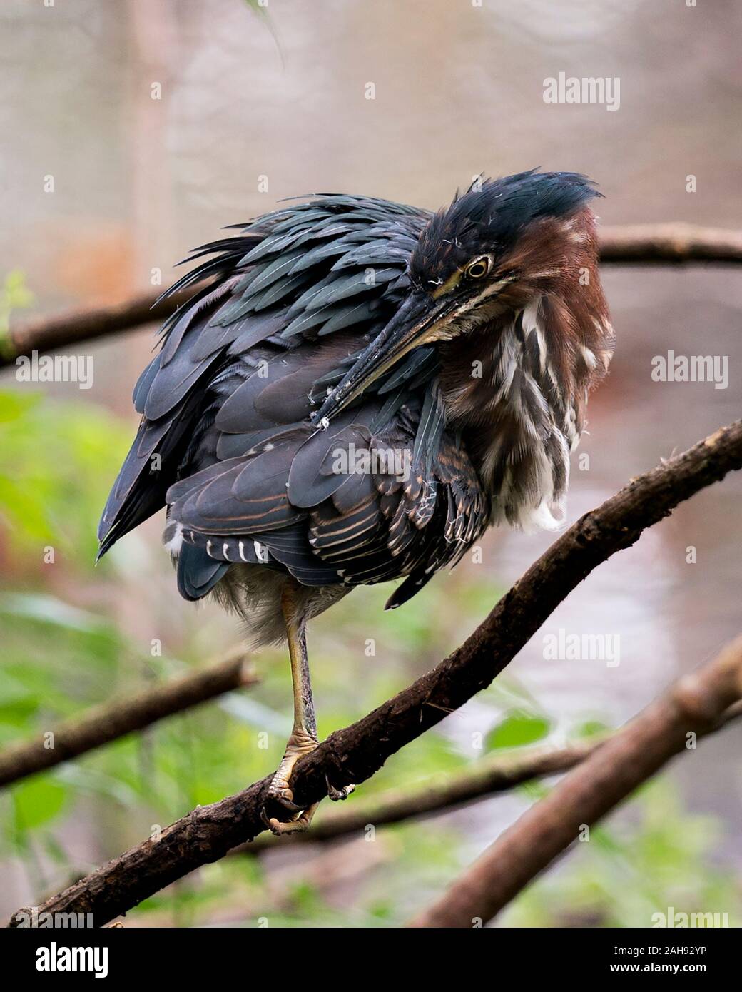 Green Heron uccello appollaiato su un ramo la visualizzazione di soffici piume blu, corpo, becco, testa, occhio, i piedi con un bokeh sfondo nel suo ambiente e surro Foto Stock