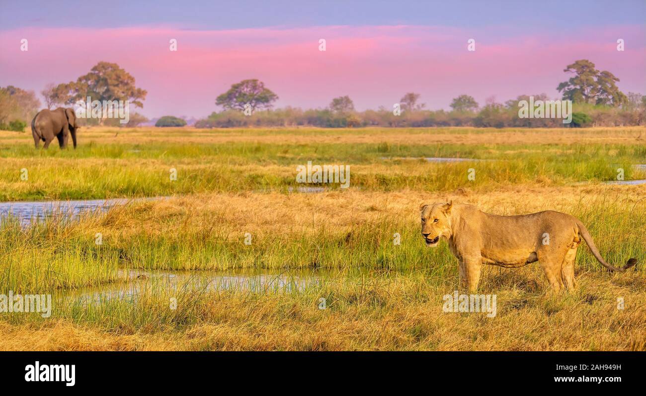 Un giovane leone maschio al fianco di un argine al tramonto, in poppa di un elefante africano sul fiume Khwai, Botswana. Foto Stock