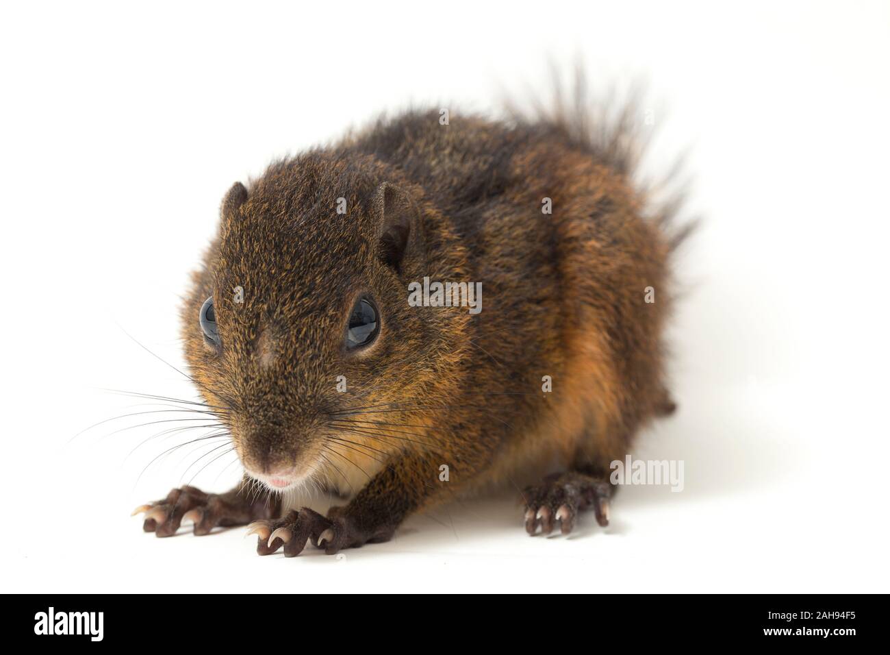 Le tre strisce di terra (scoiattolo Lariscus insignis) è una specie di roditore nella famiglia Sciuridae. isolato su sfondo bianco Foto Stock