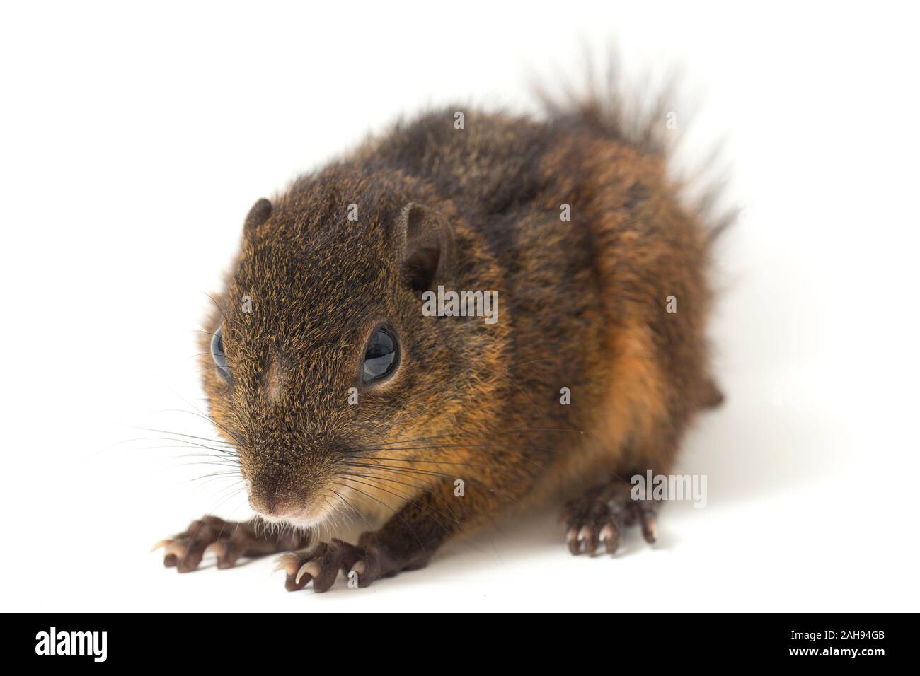 Le tre strisce di terra (scoiattolo Lariscus insignis) è una specie di roditore nella famiglia Sciuridae. isolato su sfondo bianco Foto Stock