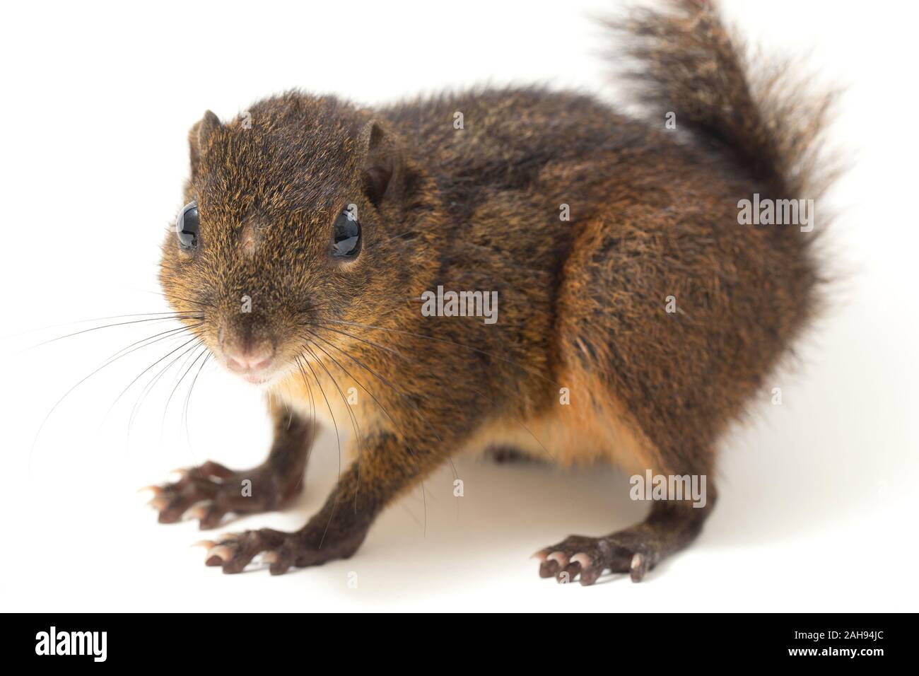 Le tre strisce di terra (scoiattolo Lariscus insignis) è una specie di roditore nella famiglia Sciuridae. isolato su sfondo bianco Foto Stock